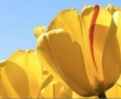 Lale - Tulpen aus der Türkei